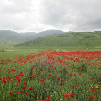 Экскурсия на Маковом поле, Армения