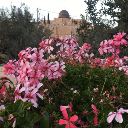 Экскурсия Вид на Храмовую гору, Иерусалим