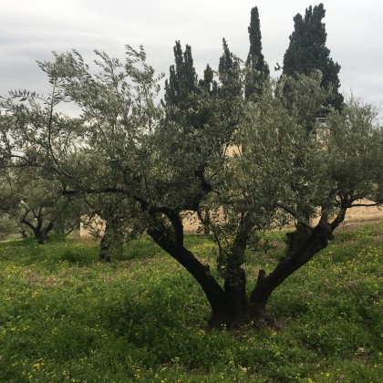 Экскурсия Оливковое дерево. Вознесенский монастырь (Елеонская гора)