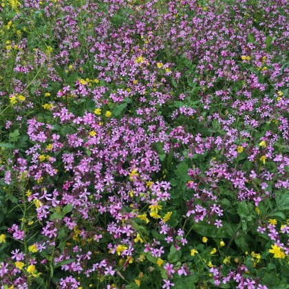 Экскурсия и весенние цветы в Израиле