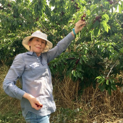 Экскурсия сбор Черешни в Иерусалиме