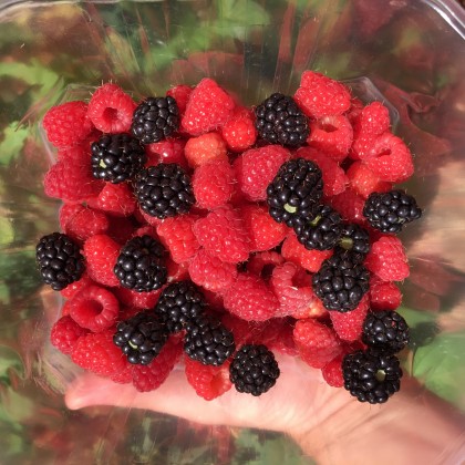 Экскурсия сбор малины, 15 км от Иерусалима