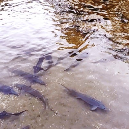 Экскурсия В Батуми рыбалка