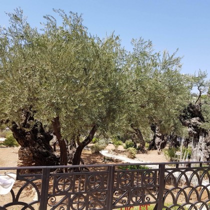 Экскурсия Гефсиманский сад Иерусалим