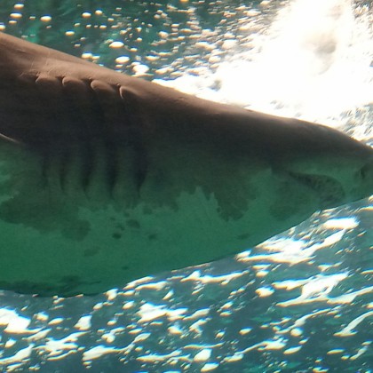 Экскурсия в Ираклеоне, морской аквариум