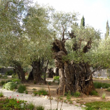 Экскурсия Гефсиманский сад (Иерусалим)