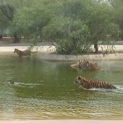 Экскурсия в Харбине