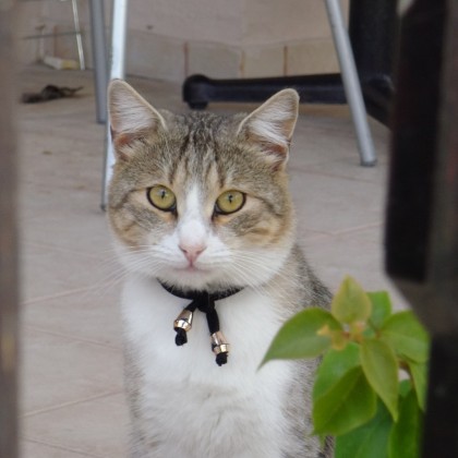 Экскурсия кошка в Платамоне