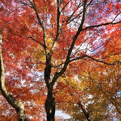 Экскурсия Никко