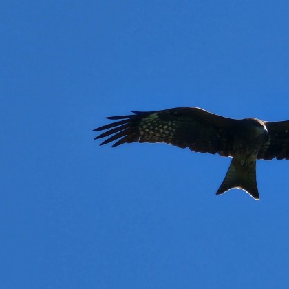 Экскурсия в городе Гонконг