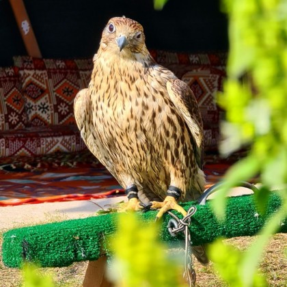 Перевод на рынке Проведение экскурсий в Катаре