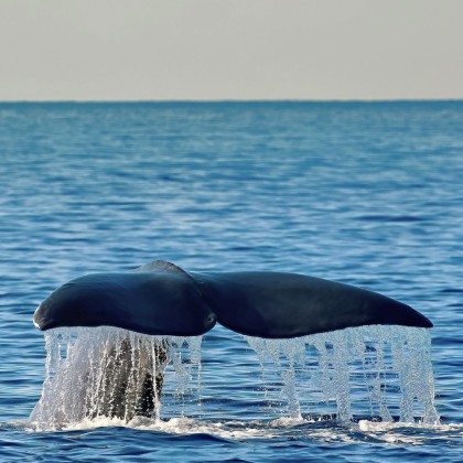 Экскурсия Азорские острова