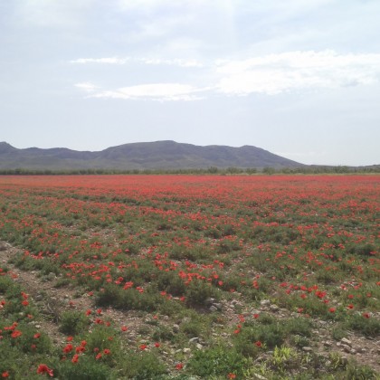 Экскурсия на маковом поле, по дороге в Арени