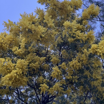 Экскурсия Золотая Дорога Мимозы