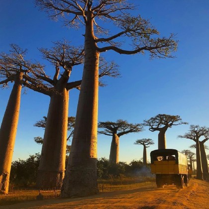 Переводчик setra на выставке alles des baobab