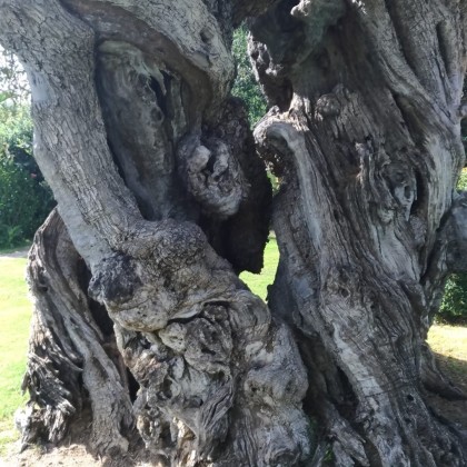 Экскурсия Проведение экскурсии в Ольбии