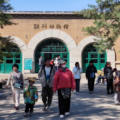 Экскурсия zoo in Beijing with pandas