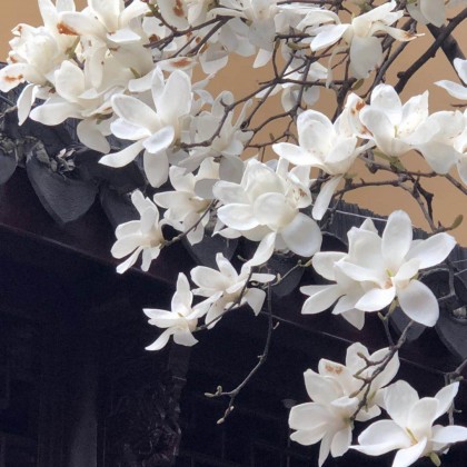 Экскурсия в Шанхае