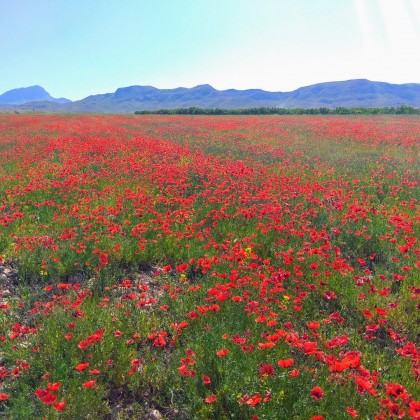 Экскурсия Маковые поля, Армения