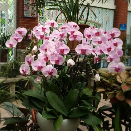 Экскурсия в парке орхидей в Гуанчжоу