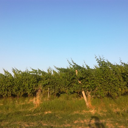 Экскурсия  в Парма Лангирано