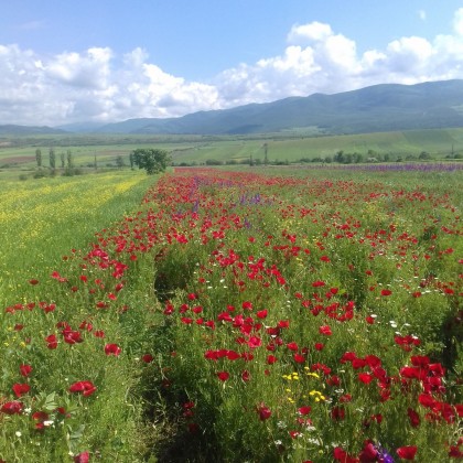 Экскурсия Кахетия(Грузия)