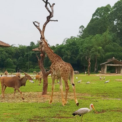 Экскурсия в Сафари-парке