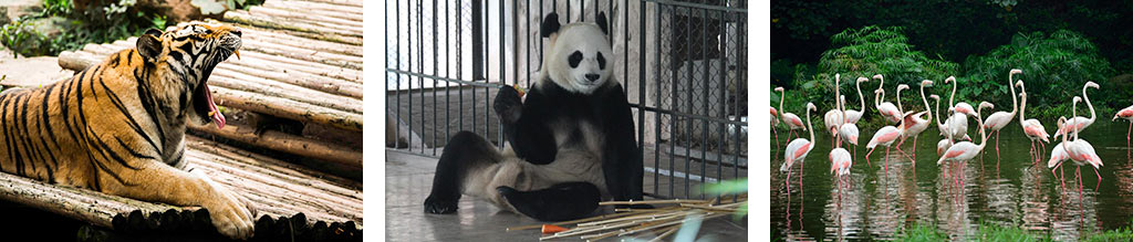 зоопарк в Гуанчжоу